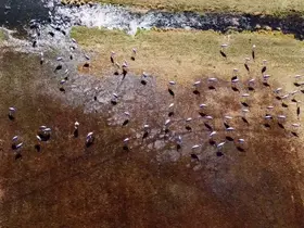Göç eden turnalar Erzurum’da objektiflere yansıdı
