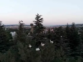 Göç yolculuğuna mola veren leylekler dron ile görüntülendi
