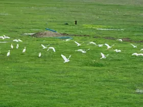 Göçmen kuşlar Muş Ovası’nı süsledi

