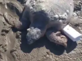Gökçeada’da kıyıya vuran caretta caretta vatandaşların yardımıyla denizle buluştu
