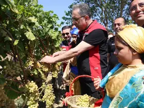 Gökçeada’da üzüm hasadı
