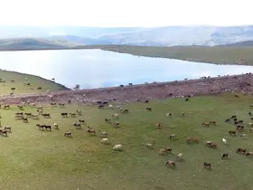 Gölet yapımında Türkiye’ye örnek olan şehir: Erzurum
