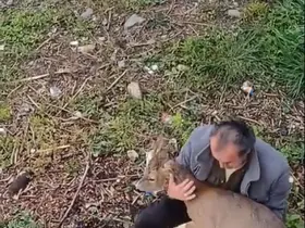 Görele’de araçlara çarpan yaralı karaca derede bulundu
