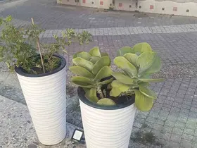 Gözüne kestirdiği saksıdaki çiçeği sökerek götürdü

