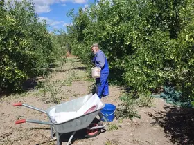 Güdül’de yetişen şifa kaynağı hünnapın hasadı başladı
