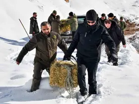 Gümüşhane’de aç kalan yaban hayvanları için seferberlik
