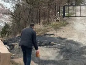 Gümüşhane’de aç kalan yavru ayıyı elleriyle beslediler
