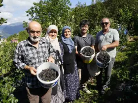 Gümüşhane’de aronya bereketi: 75 ton rekolte bekleniyor
