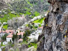 Gümüşhane’de taştan fışkıran ’draba çiçekleri’ ilgi çekiyor
