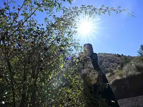 Gümüşhane’nin ’dikenli gülü’ kuşburnu, zahmetli yolculukla sofraya geliyor
