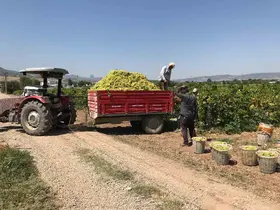 Güneyli üzüm üreticilerinden alıcılara fiyat tepkisi
