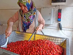 Günler süren işlem dakikalara indi: Kuşburnu marmeladı zamanı
