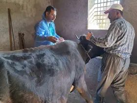 Güroymak’ta şap aşısı çalışmaları aralıksız sürüyor

