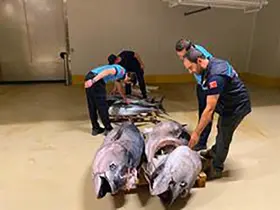 Gürpınar Su Ürünleri Hali’nde denetim: 700 kilogram mavi yüzgeçli orkinosa el konuldu
