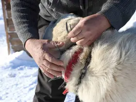 Gürün çengeli Kangal köpeklerine can simidi oluyor
