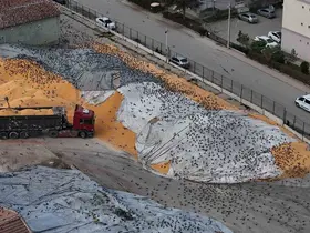 Güvercinler için adeta açık büfe
