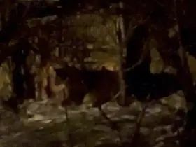 Hakkari’de aç ayılar mahalleye indi
