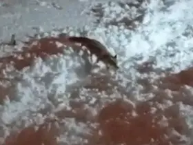 Hakkari’de aç kalan tilkiler şehirde yiyecek aradı

