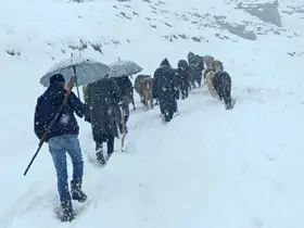 Hakkari’de dağda mahsur kalan sürü kurtarıldı
