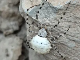Hakkari’de dünyanın en zehirli örümcek türlerinden biri görüldü
