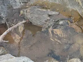 Hakkari’de gizemli kükürt vadisi: İnsanlara şifa, hayvanlara ölüm

