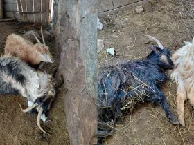 Hakkari’de kurt saldırısı, çok sayıda hayvan telef oldu
