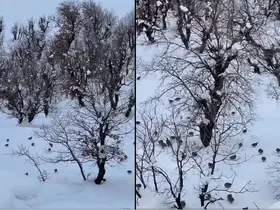 Hakkari’de onlarca keklik köye indi
