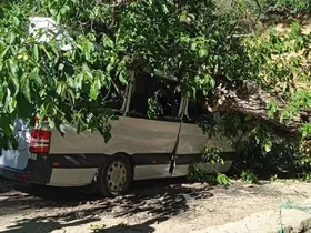 Hakkari’de park halindeki aracın üzerine ceviz ağacı devrildi
