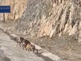 Hakkari’de su içen dağ keçileri görüntülendi
