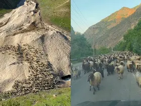 Hakkari’de yayla sezonu gecikmeli başladı
