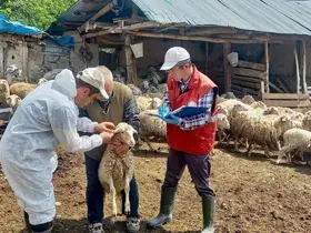 ’Halk Elinde Küçükbaş Hayvan Islahı Projesi’nde doğan kuzular tespit edildi
