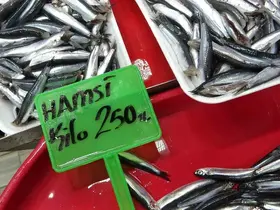 Hamsi bolluğu av baskısı oluşturdu: Şok tesislerinde, taşıyıcı kamyonlarda yer kalmadı
