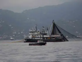 Hamside tehlike çanları çalıyor
