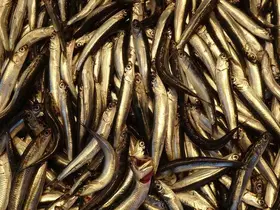 Hamsiyi tezgahta erken gören balıkçı sevinsin mi üzülsün mü bilemedi
