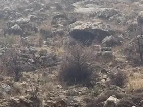 Hasankeyf’te örnek davranış: Sürücü durdu, dağ keçileri geçti

