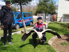 Hasta leylek koruma altına alındı
