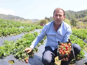 Hatay’da çilek hasadı başladı
