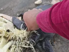 Hatay’da çuvala dolanan yavru deniz kaplumbağası belediye ekiplerinin dikkatiyle kurtuldu
