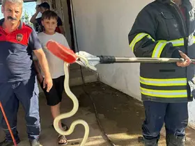 Hatay’da evlere giren 2 yılan yakalandı
