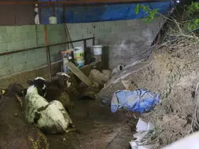 Hatay’da heyelanda önü toprakla dolan ahırda hayvanlar mahsur kaldı
