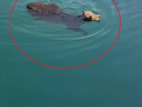 Hatay’da sevkiyat esnasından kaçan angusun yüzerek kaçtığı anlar kamerada
