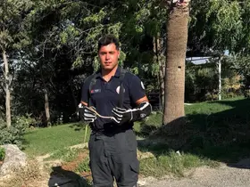 Hatay’da yerleşim alanlarına giren yılanları itfaiye yakaladı
