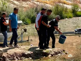Hatay’daki baraj ve göletlere 682 bin sazan yavrusu bırakıldı
