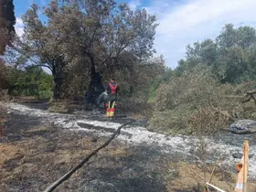 Havran’da zeytinlik yangını
