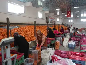 Havuç üretiminin yüzde 67’si Konya’dan