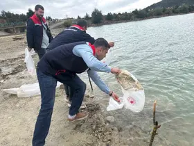 Havza’da göletlere 110 bin yavru sazan bırakıldı
