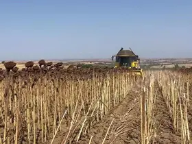 Hayrabolu’da ayçiçeği tarlalarında hasat zamanı
