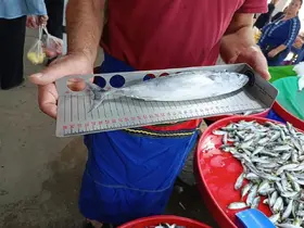 Hayrabolu’da balık tezgahlarında denetim
