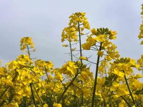 Hayrabolu’da bu yıl 21 bin dekar alanda kanola ekimi yapıldı
