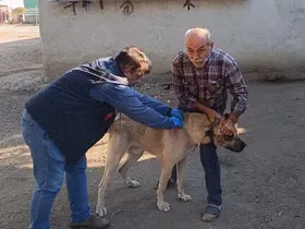 Hayrabolu’da kedi ve köpekler kimliklendiriliyor
